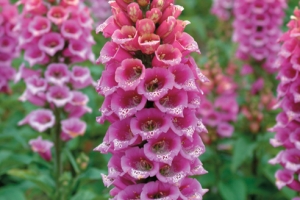 Digitalis 'Candy Mountain' 